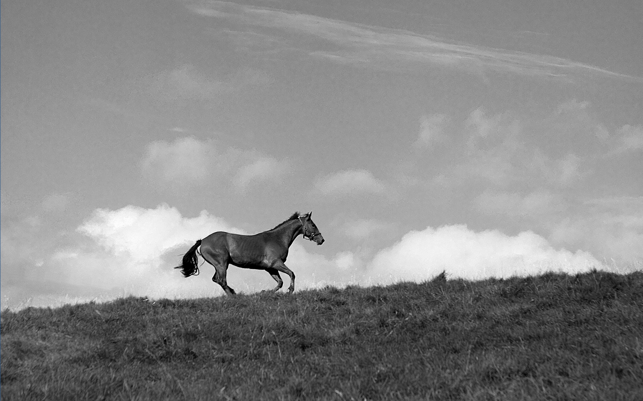 Click here to view Hilltop Gallop by Jean Macaluso
