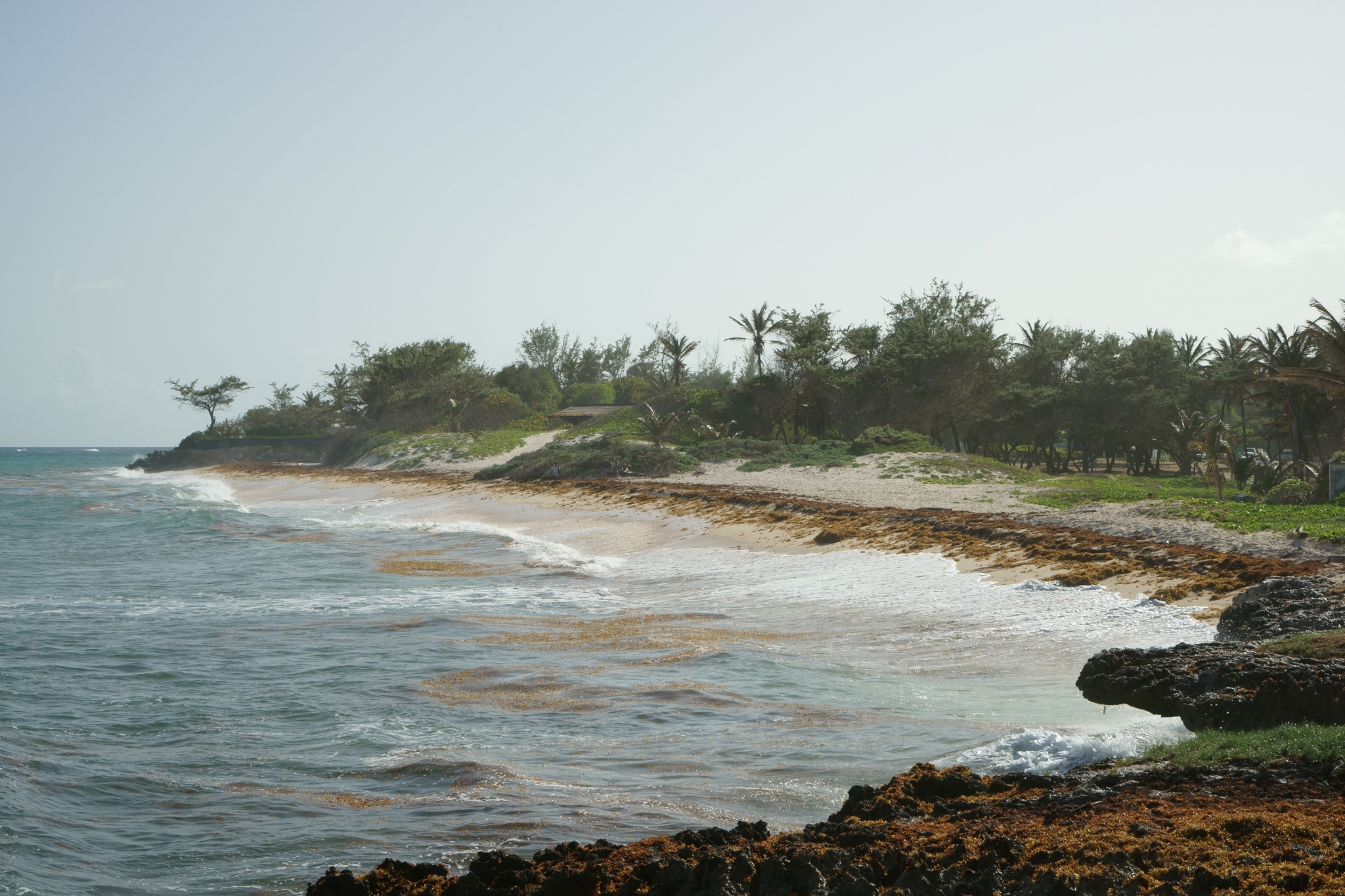 Click here to view Barbados Coast by Jean Macaluso