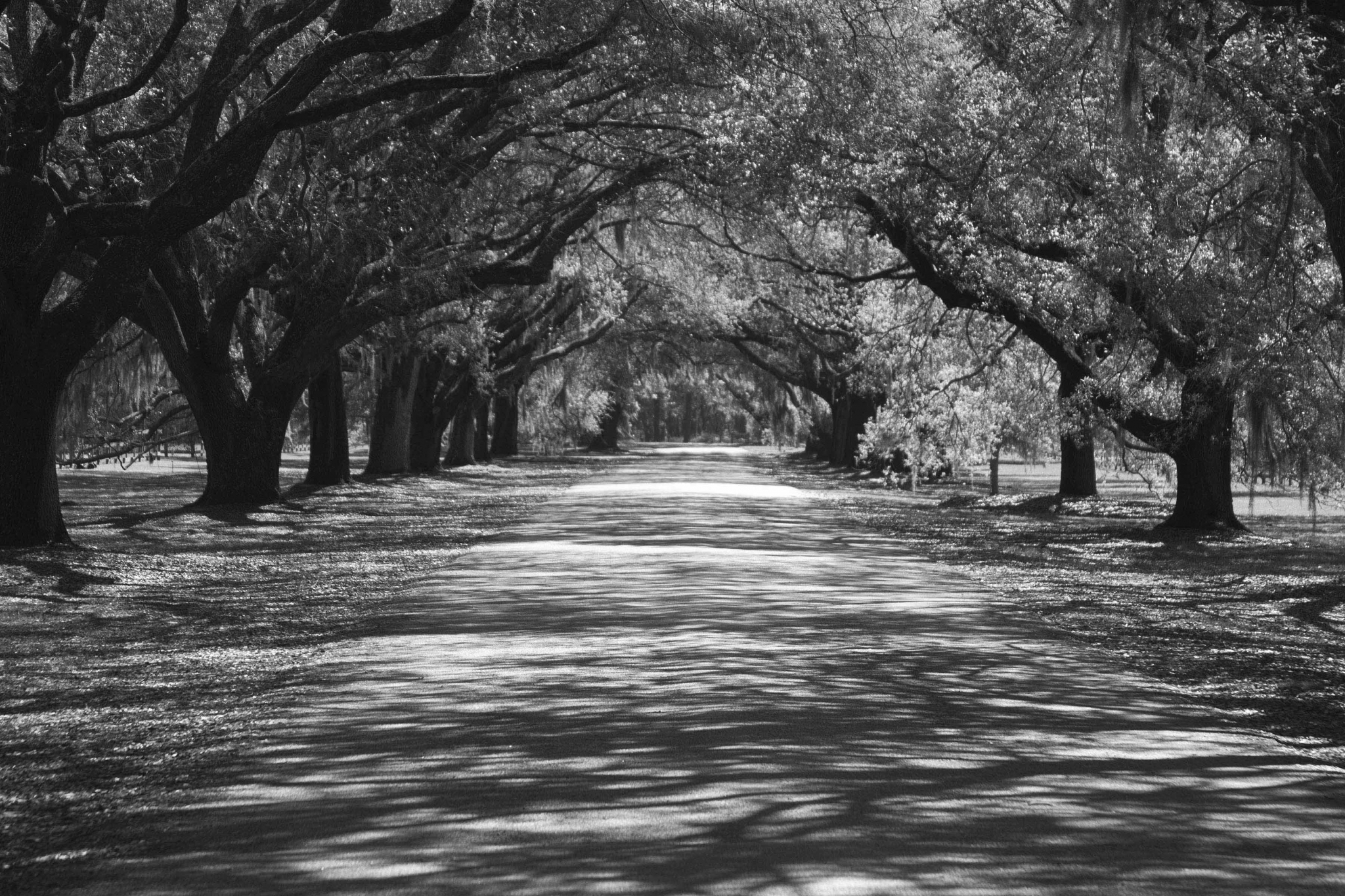 Click here to view Live Oak Allee by Jean Macaluso
