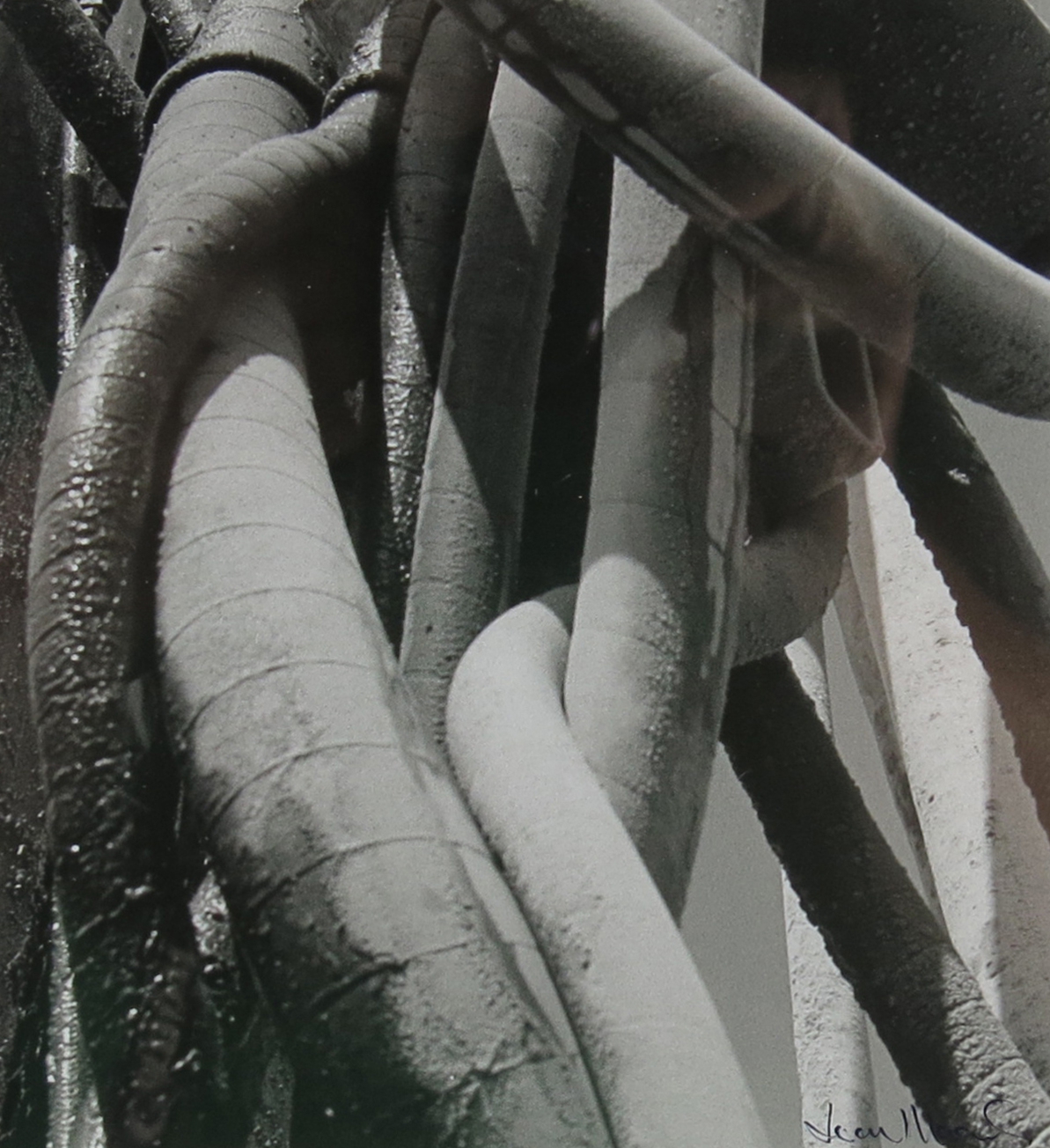 Click here to view Snakes by Jean Macaluso