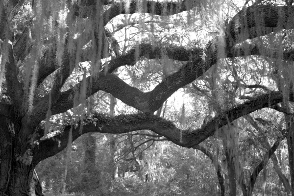 Click here to view Fringe by Jean Macaluso